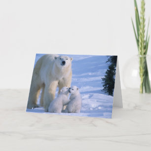 Female Polar Bear Standing with 2 Cubs at her Karte