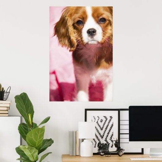 Female Puppy King Charles Spaniel Poster (Heimbüro)