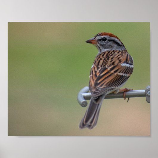 Female Purple Finch Poster (Vorne)
