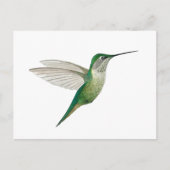 Female Ruby-throated Hummingbird Postkarte (Vorderseite)