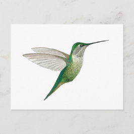 Female Ruby-throated Hummingbird Postkarte
