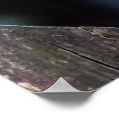 Female Sparrowhawawawawk Poster (Ecke)