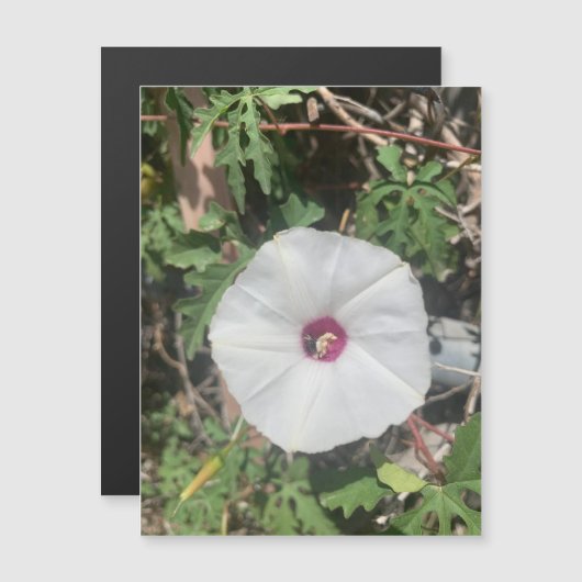 Fenceline Alamo Vine Magnet (Vorne/Hinten)