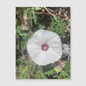 Fenceline Alamo Vine Magnet (Vorderseite)