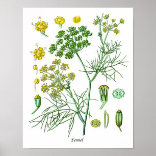 Fenchel-Kraut-botanischer Poster