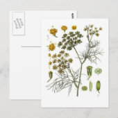 Fenchel Postkarte (Vorne/Hinten)