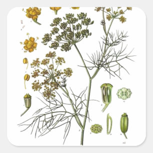 Fenchel Quadratischer Aufkleber