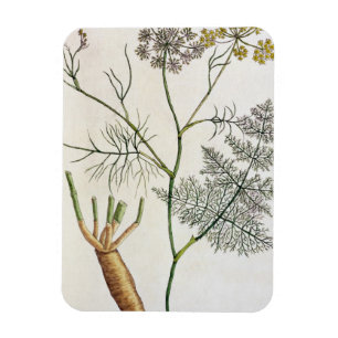 Fenchel, überziehen 288 von "einem neugierigen magnet