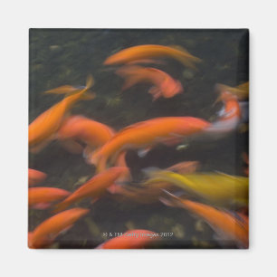 Feng Shui glauben, dass koi Fische gutes Glück Magnet