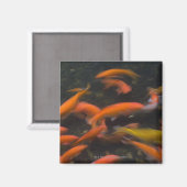 Feng Shui glauben, koi Fische bringen viel Glück. Magnet (Vorderseite/Rückseite)
