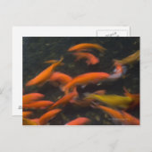 Feng Shui glauben, koi Fische bringen viel Glück. Postkarte (Vorne/Hinten)