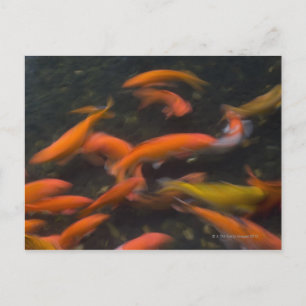 Feng Shui glauben, koi Fische bringen viel Glück. Postkarte