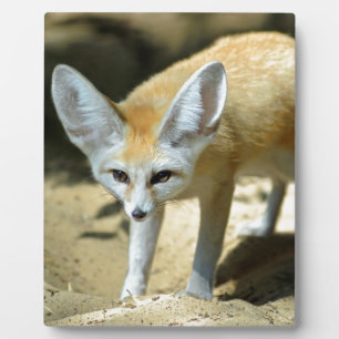 Fennec fox fotoplatte