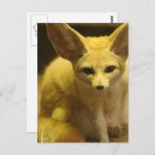 Fennec Fox Postcard Postkarte (Vorne/Hinten)