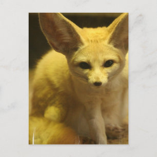 Fennec Fox Postcard Postkarte