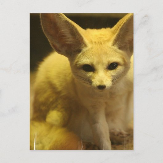 Fennec Fox Postcard Postkarte (Vorderseite)