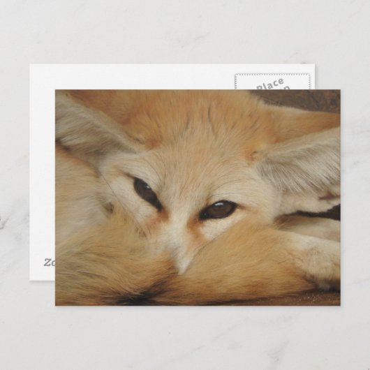 Fennec Fox Postcard Postkarte (Vorne/Hinten)