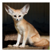 Fennec Fox Poster (Vorderseite)