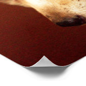 Fennec Fox Poster (Ecke)