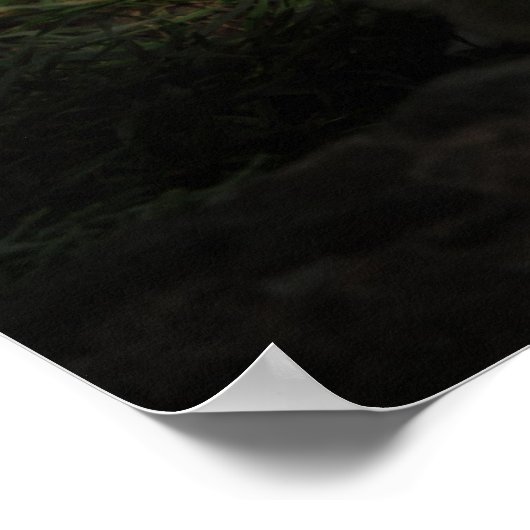 Fennec Fox Poster (Ecke)