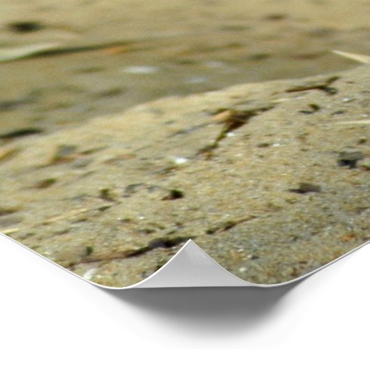 Fennec fox poster (Ecke)