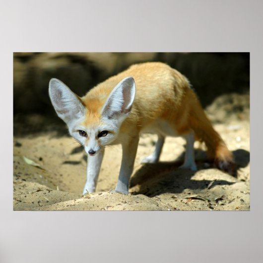 Fennec fox poster (Vorne)