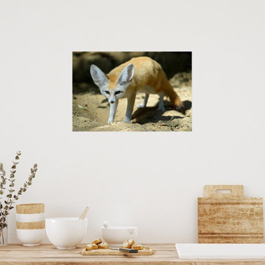 Fennec fox poster (Küche)