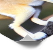 Fennec Fox Poster 1 (Ecke)