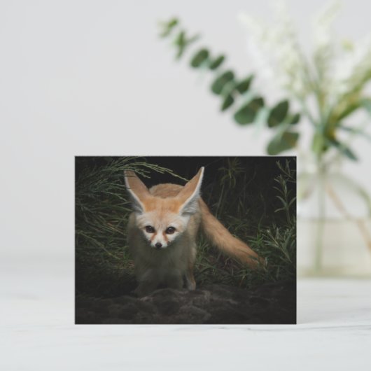 Fennec Fox Postkarte (Stehend Vorderseite)
