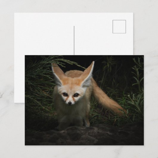 Fennec Fox Postkarte (Vorne/Hinten)