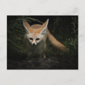 Fennec Fox Postkarte (Vorderseite)