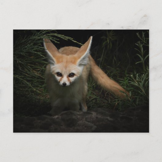 Fennec Fox Postkarte (Vorderseite)