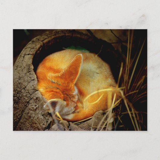 Fennec Fox Postkarte (Vorderseite)