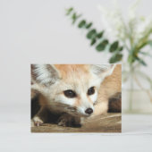Fennec Fox Postkarte (Stehend Vorderseite)