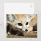 Fennec Fox Postkarte (Vorne/Hinten)