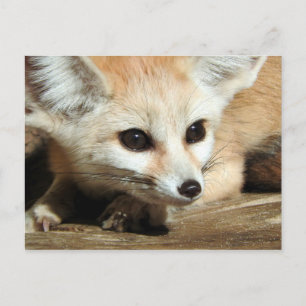 Fennec Fox Postkarte