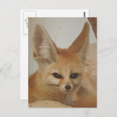 Fennec Fox Postkarte (Vorne/Hinten)
