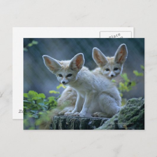 Fennec Foxes Postkarte (Vorne/Hinten)