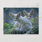 Fennec Foxes Postkarte (Vorderseite)