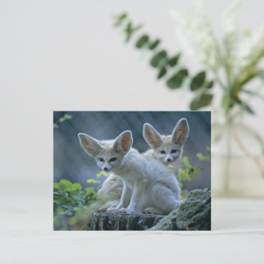 Fennec Foxes Postkarte (Stehend Vorderseite)