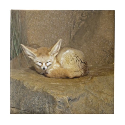 fennec Fuchs Fliese (Vorderseite)