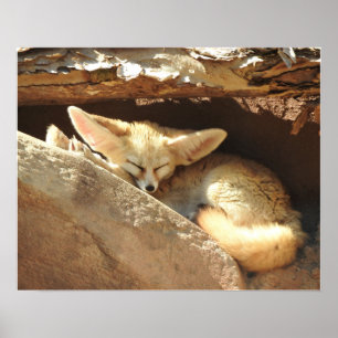 Fennec Poster