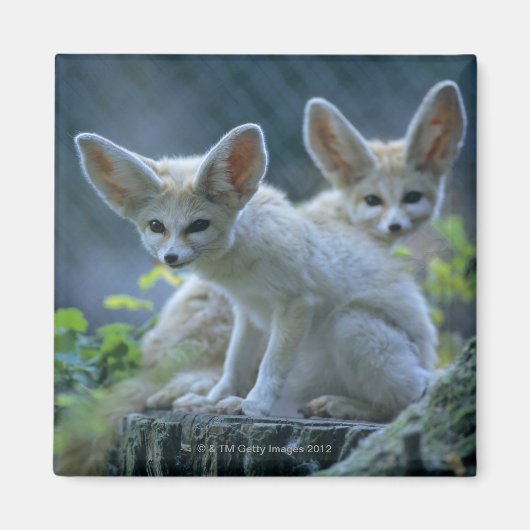 Fennek (Vulpes zerda) W �_stenfuchs, Fennec Magnet (Vorne)