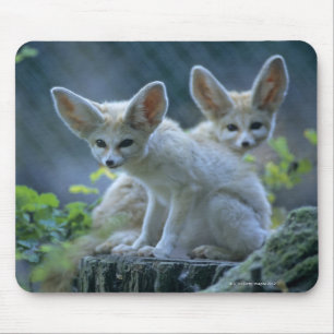Fennek (Vulpes zerda) W�_stenfuchs, Fennec Mousepad