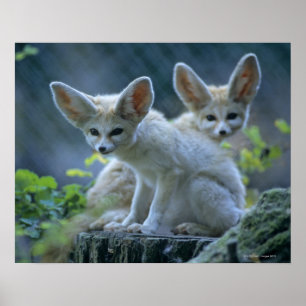 Fennek (Vulpes zerda) W �_stenfuchs, Fennec Poster