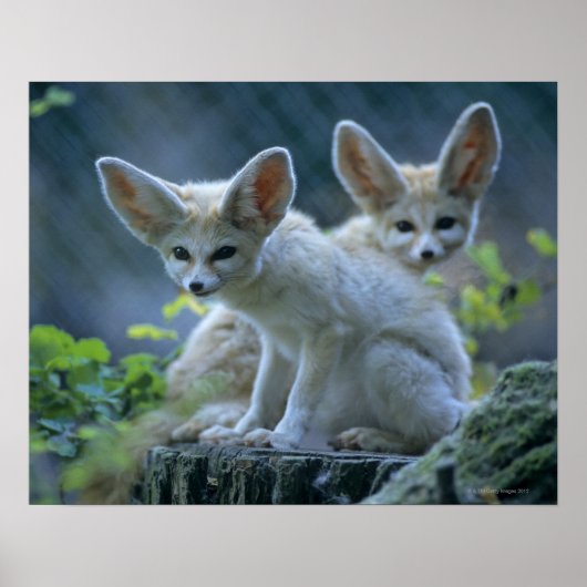 Fennek (Vulpes zerda) W �_stenfuchs, Fennec Poster (Vorne)