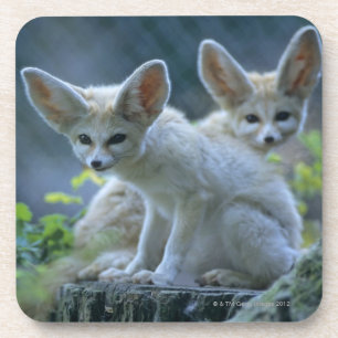 Fennek (Vulpes zerda) W�_stenfuchs, Fennec Untersetzer