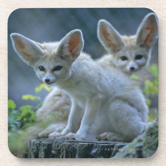 Fennek (Vulpes zerda) W�_stenfuchs, Fennec Untersetzer (Vorderseite)