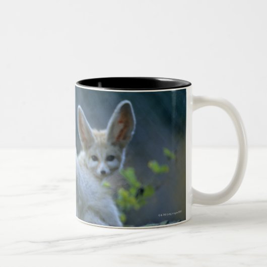 Fennek (Vulpes zerda) W�_stenfuchs, Fennec Zweifarbige Tasse (Rechts)