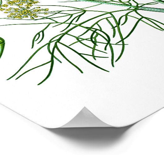 Fennel Herb Botanische Illustration Kitchen Decke Poster (Ecke)